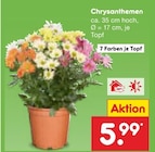 Chrysanthemen Angebote bei Netto Marken-Discount Berlin für 5,99 €
