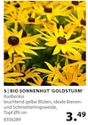 BIO SONNENHUT ‘GOLDSTURM’ Angebote bei Dehner Garten-Center Mönchengladbach für 3,49 €
