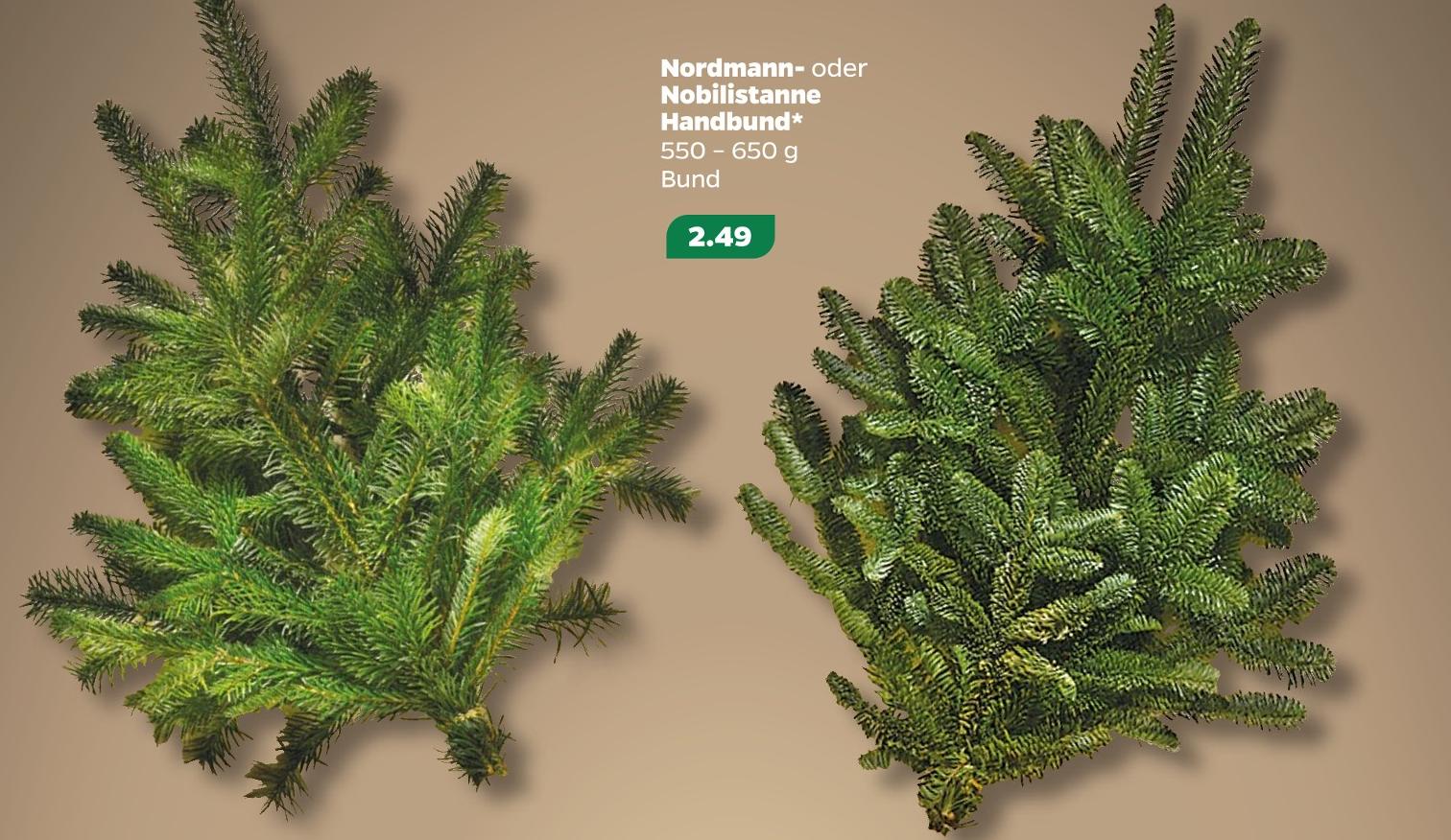 Nordmann- oder Nobilistanne Handbund