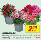 Gartennelke einfarbig Angebote bei toom Baumarkt Arnsberg für 2,99 €