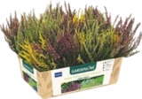 Lot de 6 bruyères - GARDENLINE dans le catalogue Aldi