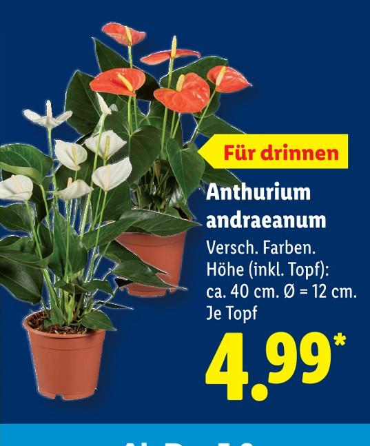 Anthurium andraeanum