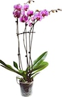 Orchid von  im aktuellen Kaufland Prospekt für 8,88 €