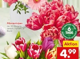 Aktuelles Päonientulpen Angebot bei Netto Marken-Discount in Frankfurt (Main) ab 4,99 €