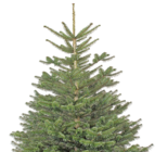 Nordmanntannen im aktuellen Thomas Philipps Prospekt