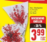 Ilex-Stechpalme Angebote bei EDEKA Potsdam für 3,99 €