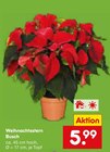 Weihnachtsstern im aktuellen Netto Marken-Discount Prospekt für 5,99 €