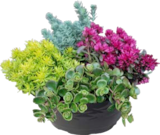 Sedum-Mix, Schale für 1,59 € bei ALDI SÜD im Angebot Sedum-Mix, Schale im aktuellen ALDI SÜD Prospekt