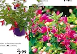 Fuchsie im aktuellen Hellweg Prospekt