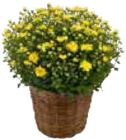Chrysanthemen bei EDEKA im Trittau Prospekt für 1,99 €
