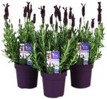 Schopflavendel »Anouk« Angebote bei REWE Cottbus für 3,49 €