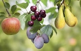 Bio Obstbäume im aktuellen Globus-Baumarkt Prospekt