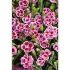 Carrefour Saint-Maximin - Promo Oeillets Promo Oeillets à 2,69 € dans le catalogue Carrefour à Saint-Maximin