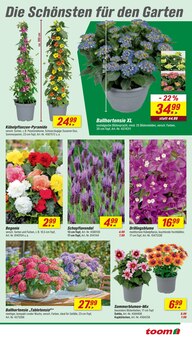 Hortensie im toom Baumarkt Prospekt "Respekt, wer's selber macht." mit 24 Seiten (Bremen)