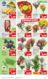 Kaufland Schnittblumen im Prospekt 