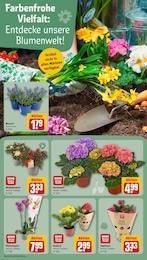 REWE Blumen im Prospekt 