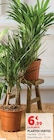 Plantes vertes - Super U à Amiens Plantes vertes en promo chez Super U Amiens à 6,99 €