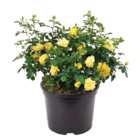Ma Jardinerie Arc-lès-Gray - Promo Suneva jaune Promo Suneva jaune à 15,99 € dans le catalogue Ma Jardinerie à Arc-lès-Gray