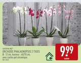 Orchidée phalaenopsis 2 tiges - GARDENLINE dans le catalogue Aldi