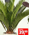 Palmfarn Cycas revoluta im BAUHAUS Prospekt Palmfarn Cycas revoluta von im aktuellen BAUHAUS Prospekt für 32,95 €