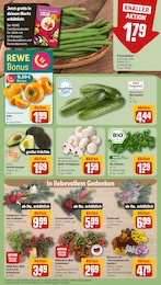REWE Azalee im Prospekt REWE Azalee im Prospekt