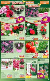 Offre Plantes dans le catalogue Norma du moment à la page 15