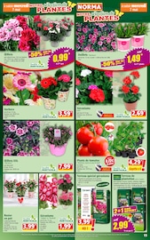 Géranium Angebote im Prospekt "Votre Discounter Régional" von Norma Géranium Angebote im Prospekt "Votre Discounter Régional" von Norma auf Seite 15