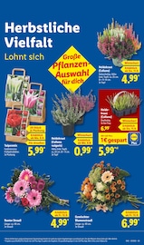 Ähnliche Tomatenpflanze Angebote im Prospekt "LIDL LOHNT SICH" von Lidl in Leverkusen Ähnliche Angebote wie Tomatenpflanze im Prospekt "LIDL LOHNT SICH" auf Seite 9 von Lidl in Leverkusen