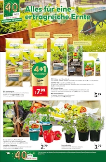 Rosmarin im BayWa Bau- und Gartenmärkte Prospekt "Lieblingsplatz" mit 16 Seiten (Nürnberg)