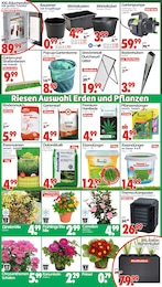 Wreesmann Saatgut im Prospekt Wreesmann Saatgut im Prospekt