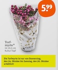 Torfmyrte von  im aktuellen tegut Prospekt für 5,99 €