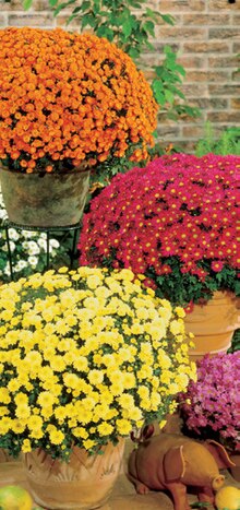 Bon plan sur les chrysanthèmes en pot de ø 19 cm unis ou multicolores - Carrefour à Guyancourt Bon plan sur les chrysanthèmes en pot de ø 19 cm unis ou multicolores en promo chez Carrefour Guyancourt