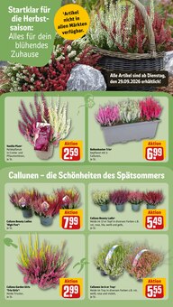 Pflanzen im aktuellen REWE Prospekt (Hannover) Pflanzen im REWE Prospekt "Dein Markt" mit 34 Seiten (Hannover)