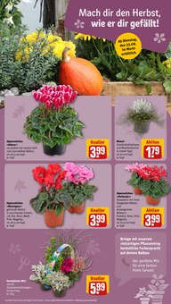 Pflanzen im REWE Prospekt "Dein Markt" mit 32 Seiten (Potsdam)