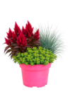 Herbst-Pflanzen von GARDENLINE im aktuellen ALDI SÜD Prospekt für 1,59 €