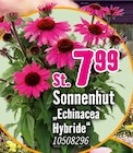 Sonnenhut „Echinacea Hybride“ für 7,99 € bei Hornbach im Angebot Sonnenhut „Echinacea Hybride“ im aktuellen Hornbach Prospekt
