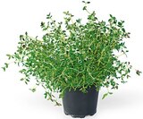 Freilandkräuter Angebote bei REWE Dorsten für 1,79 €