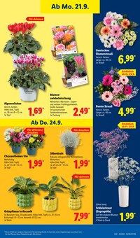 Blumen im Lidl Prospekt "LIDL LOHNT SICH" mit 69 Seiten (Recklinghausen)