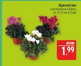 Aktuelle Alpenveilchen Angebote bei Marktkauf in Nürnberg Aktuelles Alpenveilchen Angebot bei Marktkauf in Nürnberg ab 1,99 €