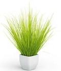Gras im Topf im Angebot bei SB Möbel Boss in Dinslaken Gras im Topf Angebote bei SB Möbel Boss Dinslaken für 15,99 €