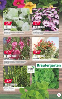 Blumen im Kiebitzmarkt Prospekt "Pflanzzeit!" mit 16 Seiten (Paderborn)