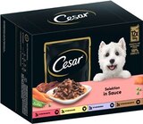 Hundenassfutter Angebote von Cesar bei REWE Braunschweig für 4,99 €