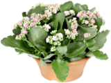 Kalanchoe für 5,99 € bei Thomas Philipps im Angebot Kalanchoe im aktuellen Thomas Philipps Prospekt