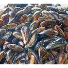 Moules de corde FILIÈRE QUALITÉ CARREFOUR - Carrefour à Villeurbanne Moules de corde FILIÈRE QUALITÉ CARREFOUR en promo chez Carrefour Villeurbanne à 5,59 €