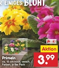 Primeln bei Netto Marken-Discount im Prospekt "" für 3,99 €