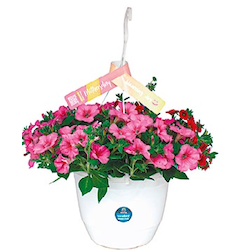 Blumenampel 'Muttertag'