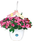 Blumenampel 'Muttertag' im aktuellen Netto mit dem Scottie Prospekt