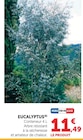 Eucalyptus à Super U dans Couhé