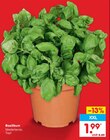 Basilikum im Angebot bei Netto Marken-Discount in Neumünster Basilikum Angebote bei Netto Marken-Discount Neumünster für 1,99 €