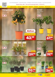 Netto Marken-Discount Orangenbaum im Prospekt 